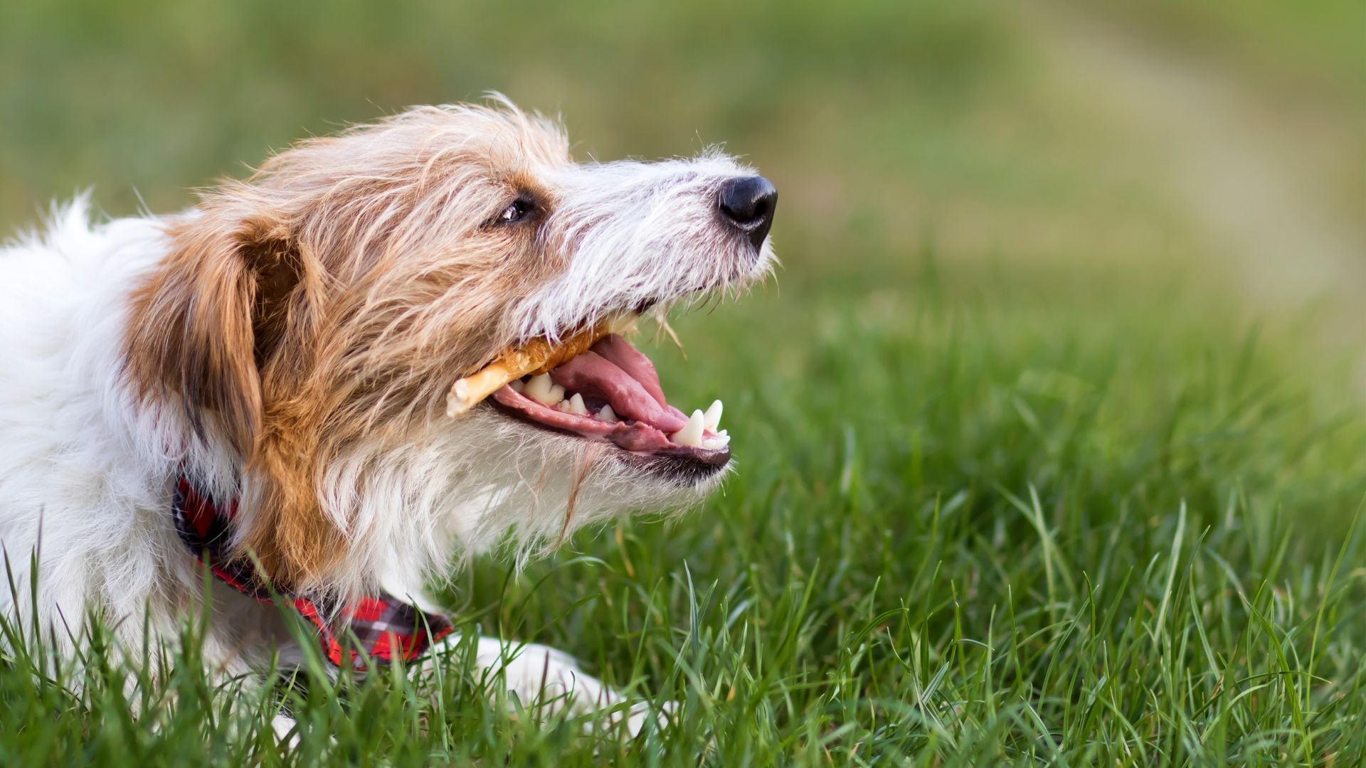 snacks deshidratados para perros